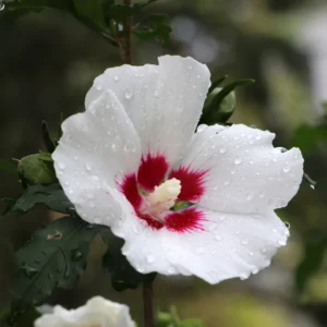 2 Rose of Sharon Shrubs, Althea Hibiscus Plants Live, Beautiful Blooms, Hibiscus Syriacus Tree Live Plant