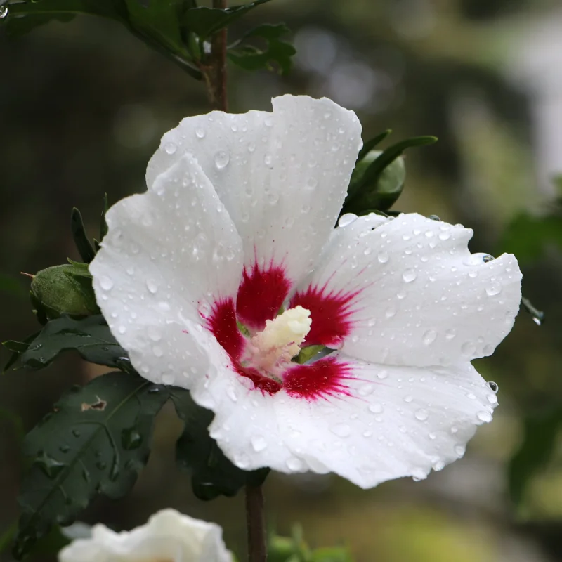 2 Rose of Sharon Shrubs, Althea Hibiscus Plants Live, Beautiful Blooms, Hibiscus Syriacus Tree Live Plant