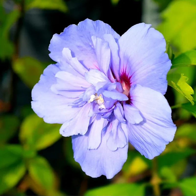 Double Purple Rose of Sharon