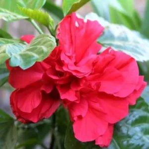 Red Rose of Sharon