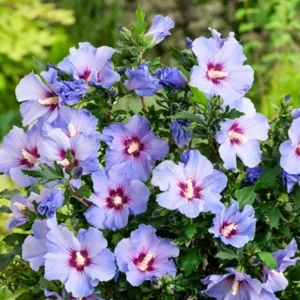 Royal Purple Rose of Sharon