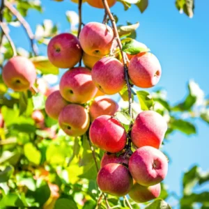 2 Apple Trees Live Plants, 2 Feet Tall Semi Dwarf Apple Tree, Sweet Apple Fruit Plant for Outdoor Growing
