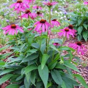 3 Purple Echinacea Plants Roots, 3 to 5 Tall, Echinacea Coneflower Plants Live, Live Coneflower Plants, Echinacea Flower Plants Live Roots