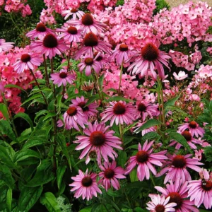 Set 6 Roots of Purple Echinacea Coneflower Live Plants, Coneflower Flower Plants, Annual Flower Live Plants, Echinacea Plants Live