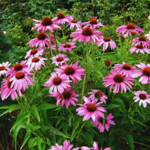 3 Purple Echinacea Plants Roots, 3 to 5 Tall, Echinacea Coneflower Plants Live, Live Coneflower Plants, Echinacea Flower Plants Live Roots