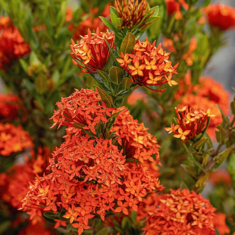 2 Red Ixora Plants Live, 4 to 6 Inc Tall