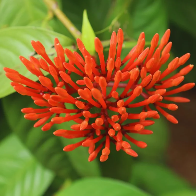 2 Red Ixora Plants Live, 4 to 6 Inc Tall