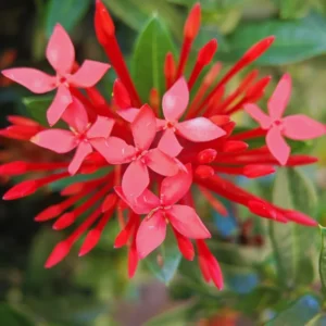 3 Plants of Dwaft Red Ixora Live Plants, 3 to 6 Inches Tall Size Plant, Ixora Plants Live