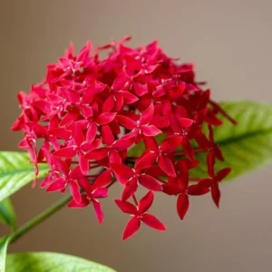 3 Plants of Dwaft Red Ixora Live Plants, 3 to 6 Inches Tall Size Plant, Ixora Plants Live