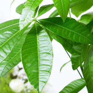 Money Tree Plant, Pachira Plant Tree, Pachira Aquatica Plant Live, 4 to 7 Inc Long, Bonsai House Plants Live Indoor Outdoor