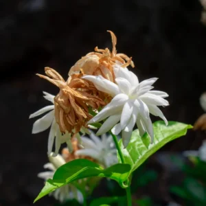 Set 2 Double White Jasmine Plants Live, Jasmine Live Plants, 4 to 6 Inc Tall Well Rooted