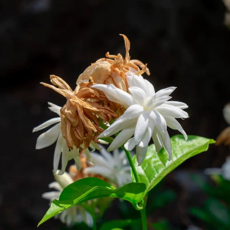 Set 2 Double White Jasmine Plants Live, Jasmine Live Plants, 4 to 6 Inc Tall Well Rooted