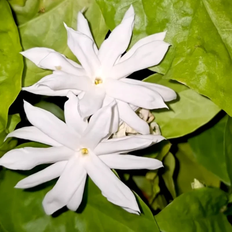 White Jasmine Live Plants, 3 Double White Jasmine Plants Live, From 4 Inches to 6 Inches Tall Seedling, Double White Flower Plants