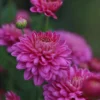 2 Chrysanthemum Flower Live Plants, 4 to 6'' Tall, Purple Flowers, Chrysanthemum Plant Live Plugs, Mums Plant Live