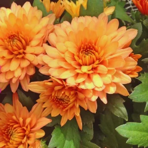 3 Orange Chrysanthemum Starter Plants, Chrysanthemum Plant Live Plugs Small Plants, Mums Plants, Chrysanthemum Well Rooted Spring Plant