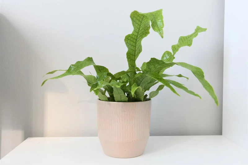 2 Plants, Crocodile Fern Live Plants Are 4 to 7 Inc Tall Seedling, Fern Plants Live, Live Fern Plant Ground Cover Plants