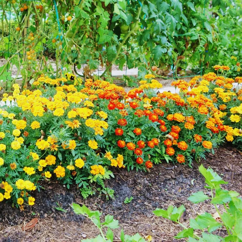 Marigold Plants Live, Set 2 Plants, 4 to 6 Inc Tall, Mixed Colors Marigold Live Plants, Easy to Plant