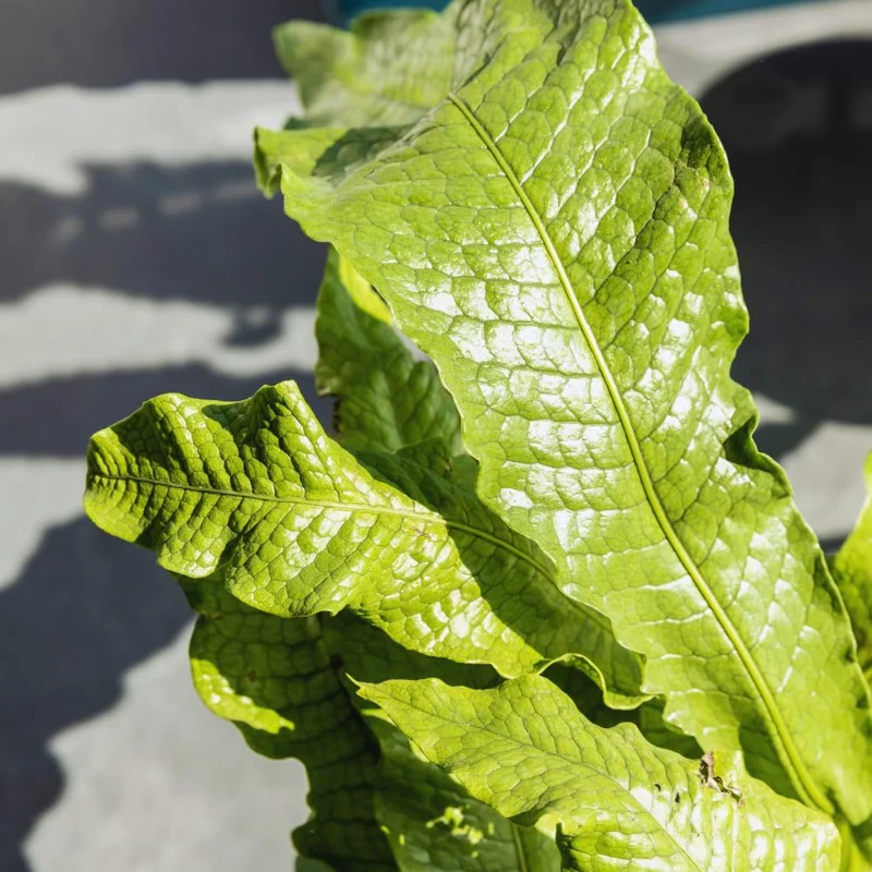 2 Plants, Crocodile Fern Live Plants Are 4 to 7 Inc Tall Seedling, Fern Plants Live, Live Fern Plant Ground Cover Plants