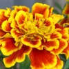 Marigold Plants Live, Set 2 Plants, 4 to 6 Inc Tall, Mixed Colors Marigold Live Plants, Easy to Plant