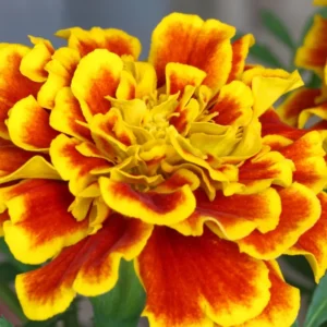 Marigold Plants Live, Set 2 Plants, 4 to 6 Inc Tall, Mixed Colors Marigold Live Plants, Easy to Plant