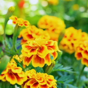 Marigold Plants Live, Set 2 Plants, 4 to 6 Inc Tall, Mixed Colors Marigold Live Plants, Easy to Plant