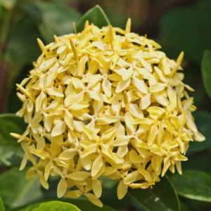 2 Yellow Ixora Plants Live, 4 to 6 Inc Tall, Ixora Flower Plants Live for Garden