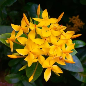 2 Yellow Ixora Plants Live, 4 to 6 Inc Tall, Ixora Flower Plants Live for Garden