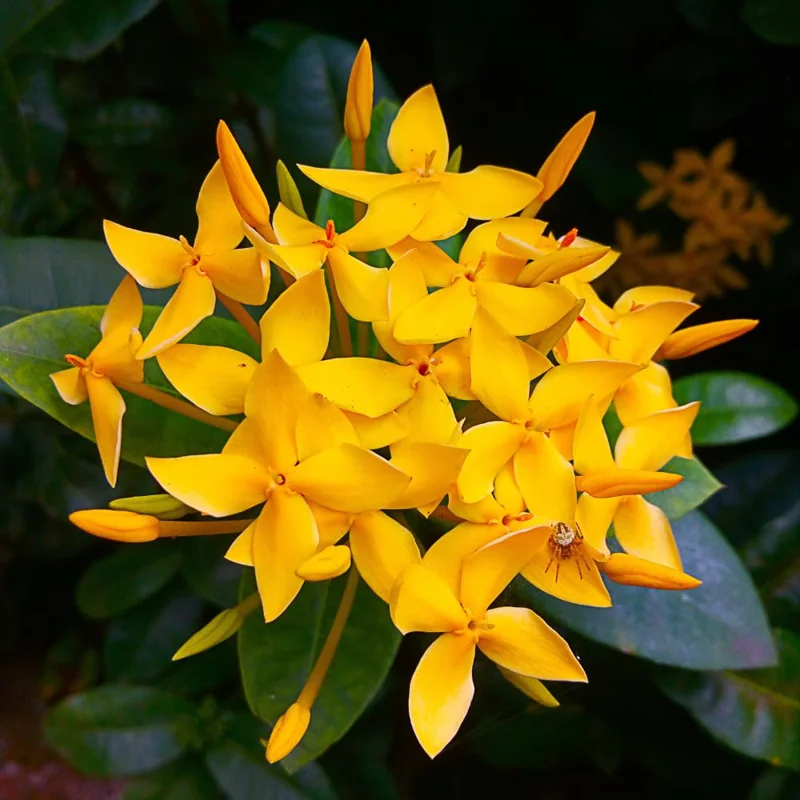 2 Yellow Ixora Plants Live, 4 to 6 Inc Tall, Ixora Flower Plants Live for Garden