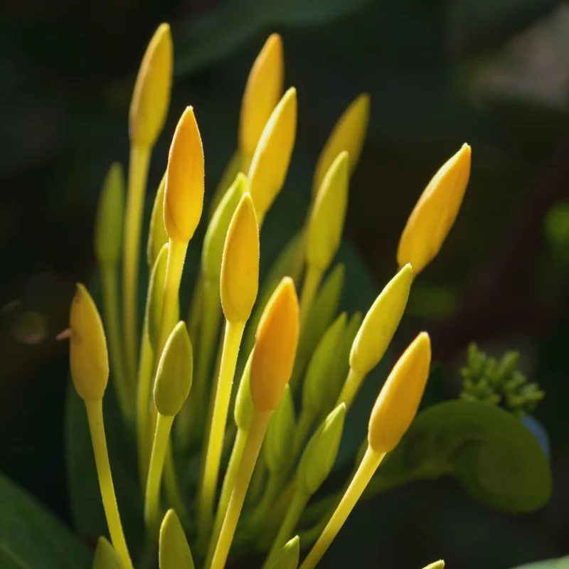 2 Yellow Ixora Plants Live, 4 to 6 Inc Tall, Ixora Flower Plants Live for Garden