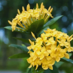 3 Plants of Dwaft Yellow Ixora Live Plants, 3 to 6 Inches Tall Size Plant, Ixora Plants Live