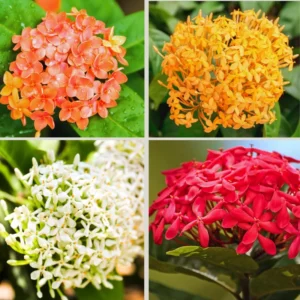 3 Plants of Mixed Ixora Live Plants, 3 to 6 Inches Tall Size Plant, Ixora Plants Live