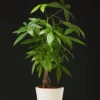 Green Money Tree Plant Pot, Size Plant 4 to 6 Inc, Live Braided Money Plant House Plant Live