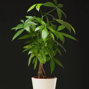 Pack 2 of Money Plant Tree, 4 to 6 Inc Tall Size Plant, Live Money Tree Plant Pot for Growing House Plant Live