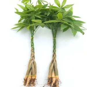 Pack 2 of Money Plant Tree, 4 to 6 Inc Tall Size Plant, Live Money Tree Plant Pot for Growing House Plant Live