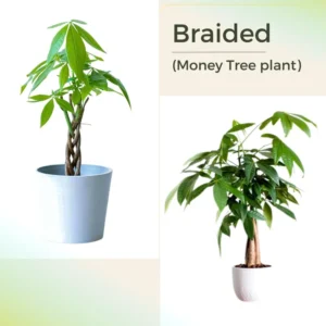 Pack 2 of Money Plant Tree, 4 to 6 Inc Tall Size Plant, Live Money Tree Plant Pot for Growing House Plant Live