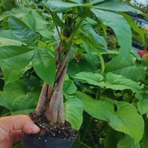 Pack 2 of Money Plant Tree, 4 to 6 Inc Tall Size Plant, Live Money Tree Plant Pot for Growing House Plant Live