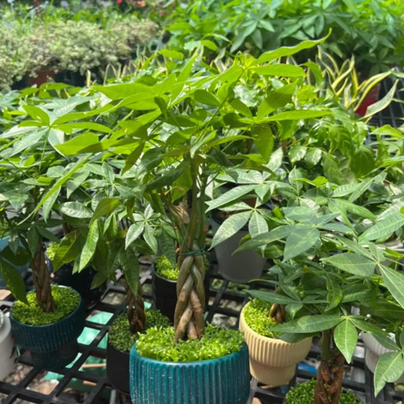 Pack 2 of Money Plant Tree, 4 to 6 Inc Tall Size Plant, Live Money Tree Plant Pot for Growing House Plant Live