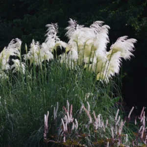 2 White Pampas Grass Plants Live, Ornamental Grasses Plant Live, 4 to 7 Inc Tall, Perennial Grass Live Plants for Garden Landscaping, Grass Tree Plants Live