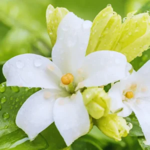 Orange Flower Jasmine Plants Live, 3 Gallon Pot, Indoor, Outdoor, Live Jasmine Plant Starter Plants, 1 Plant in Pot