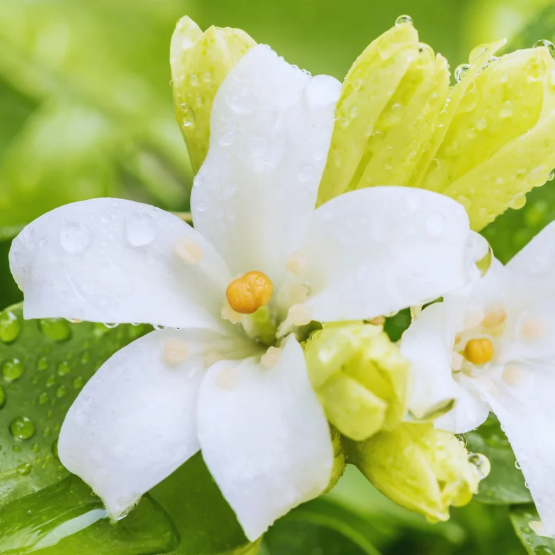 Orange Flower Jasmine Plants Live, 3 Gallon Pot, Indoor, Outdoor, Live Jasmine Plant Starter Plants, 1 Plant in Pot