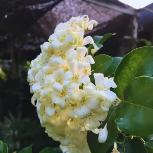 Orange Flower Jasmine Plants Live, 3 Gallon Pot, Indoor, Outdoor, Live Jasmine Plant Starter Plants, 1 Plant in Pot