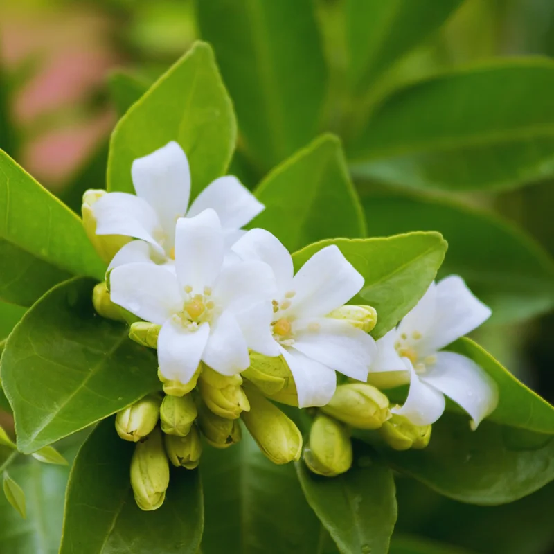 Orange Flower Jasmine Plants Live, 3 Gallon Pot, Indoor, Outdoor, Live Jasmine Plant Starter Plants, 1 Plant in Pot