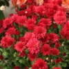 3 Red Chrysanthemum Starter Plants, Chrysanthemum Plant Live Plugs Small Plants, Chrysanthemum Well Rooted Spring Plant, Mums Plants