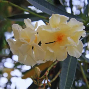 2 Dwaft Salmon Oleander Plants Live, 3 to 5 Inc Tall, Live Flowering Shrub for Pots and Gardens