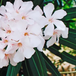 2 Dwaft Salmon Oleander Plants Live, 3 to 5 Inc Tall, Live Flowering Shrub for Pots and Gardens