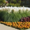 White Pampas Grass Plants Live, Combo 2 Plants, Ornamental Grass Live for Garden and Landscaping Outdoor, 5 to 7 Inc Pampas Grasses Plant Live, Pink Grass Tree Plants
