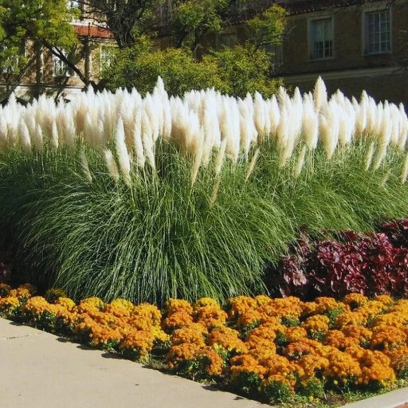 White Pampas Grass Plants Live, Combo 2 Plants, Ornamental Grass Live for Garden and Landscaping Outdoor, 5 to 7 Inc Pampas Grasses Plant Live, Pink Grass Tree Plants
