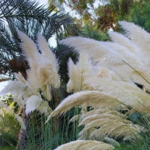White Pampas Grass Plants Live, Combo 2 Plants, Ornamental Grass Live for Garden and Landscaping Outdoor, 5 to 7 Inc Pampas Grasses Plant Live, Pink Grass Tree Plants