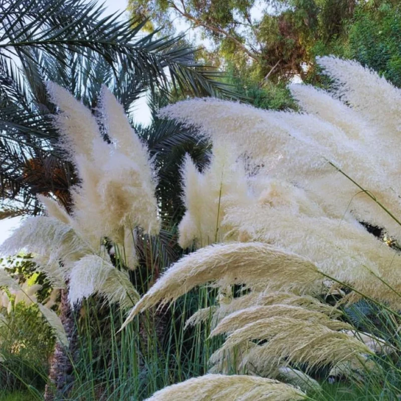 White Pampas Grass Plants Live, Combo 2 Plants, Ornamental Grass Live for Garden and Landscaping Outdoor, 5 to 7 Inc Pampas Grasses Plant Live, Pink Grass Tree Plants