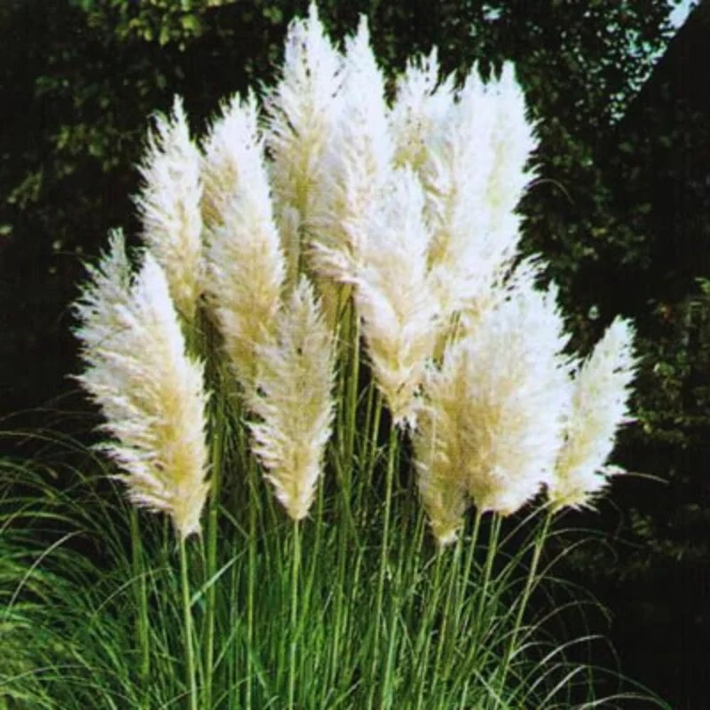 White Pampas Grass Plants Live, Combo 2 Plants, Ornamental Grass Live for Garden and Landscaping Outdoor, 5 to 7 Inc Pampas Grasses Plant Live, Pink Grass Tree Plants